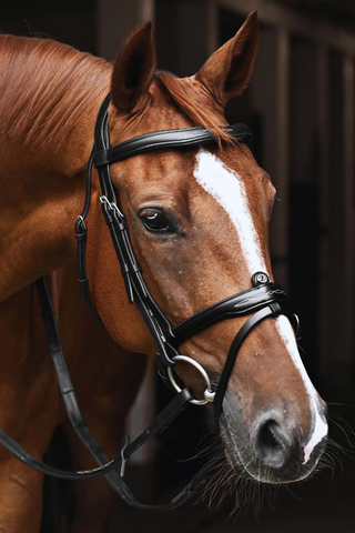 Signature Flash Trense