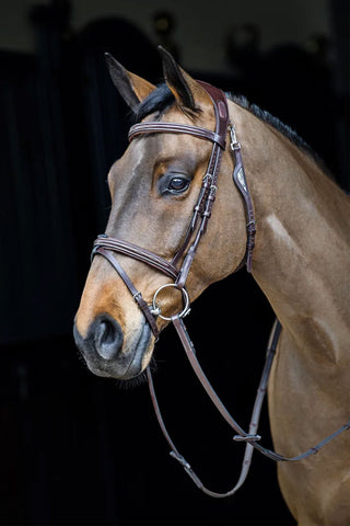 Anatomical Bridle