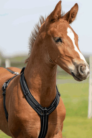 Foal Harness