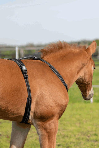 Foal Harness