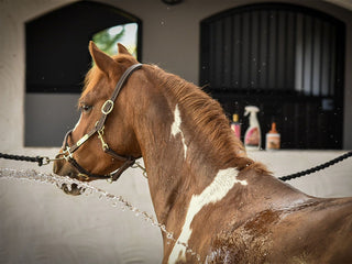 Håll hästen sval i sommarvärmen
