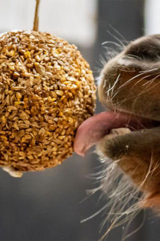 Granola Ball