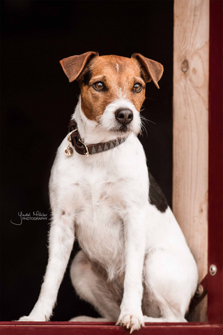 Triangle Dog Collar
