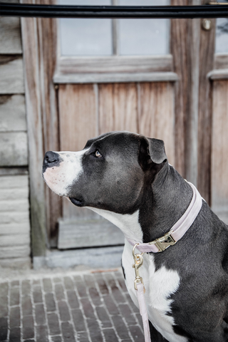 Velvet Hundehalsbånd