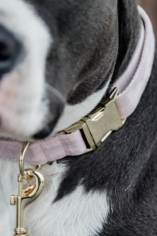 Velvet Hundehalsbånd