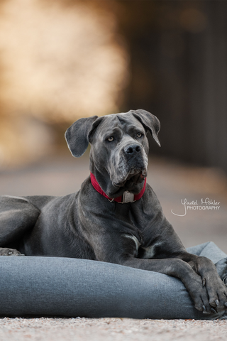 Soft Sleep Hundeseng