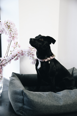 Soft Sleep Hundeseng