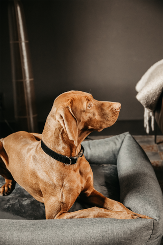 Soft Sleep Hundeseng