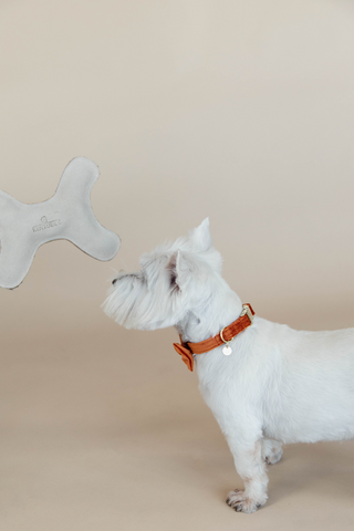 Pastelben Hundelegetøj