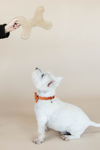 Pastelben Hundlegetøj