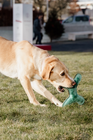Pastelben Hundelegetøj