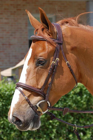 Anatomiczne ogłowie z kombinowanym nachrapnikiem Dyon Collection brązowe