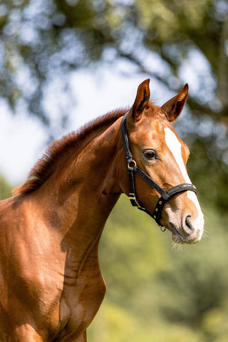 Eskadron Foal Halter Black