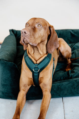 Active Velvet Hundesele