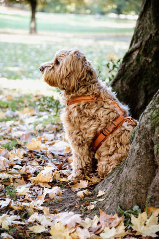 Active Velvet Hundesele