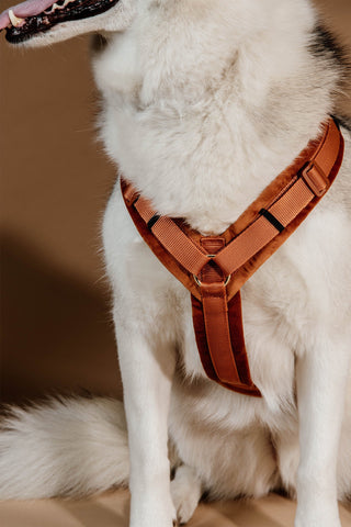 Active Velvet Hundesele