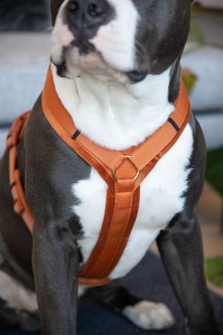 Active Velvet Hundesele