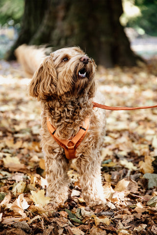 Active Velvet Hundesele