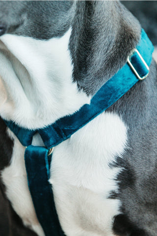 Hundesele Loop Velvet