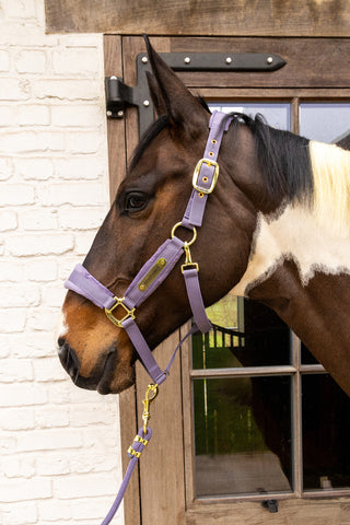 Kentucky Grime Sammet Lilla