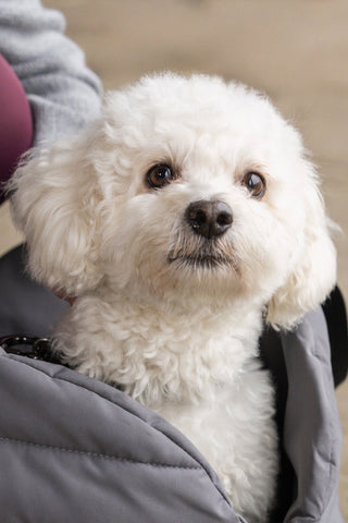 KLMacey Hundedecke Tasche Grey Forged Iron