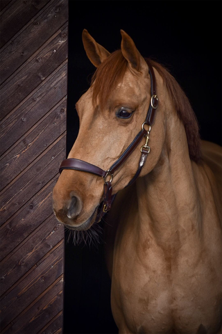 Anatomical Leather Halter