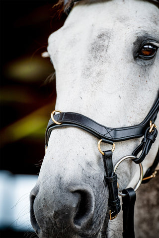 Micklem 2 Multi Bridle Schwarz