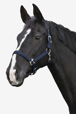 Licol Rembourré Marine