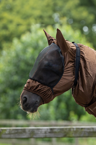 Eksemhuva med Öron Brown