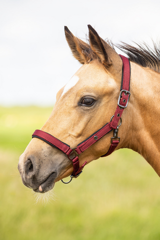 QHP Fölgrimma Deluxe Burgundy