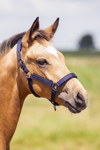 Fölgrimma Deluxe Navy
