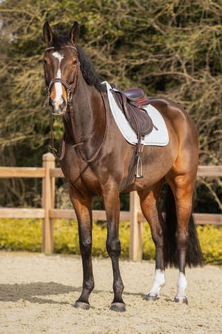 QHP Schabrak Firenze White