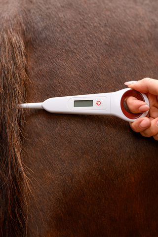 Digital termometer til hest