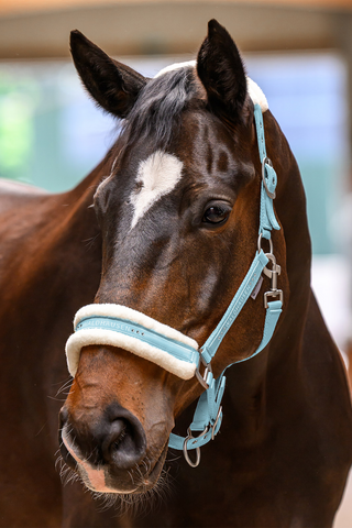Halfter Elegant Hellblau