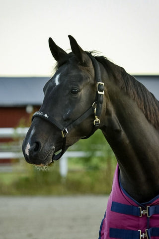 Derry Grime Sort/Guld