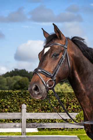 Dyón Dressyrträns Medium Pullback New English