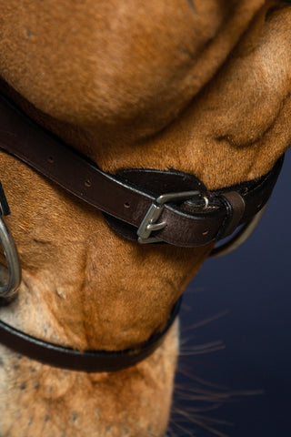 Hoofdstel Platte Neusriem Working Collection Bruin