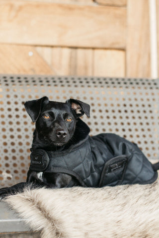 Original Hundtäcke 160g