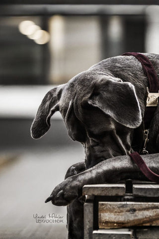 Kentucky Dogwear Hundhalsband Corduroy