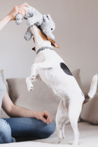 Elephant Elsa Dog Toy