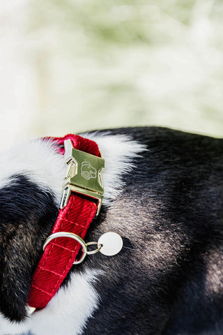 Corduroy Dog Collar