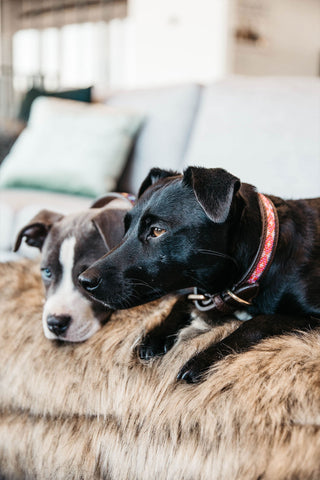 Pearls Dog Collar