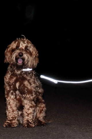 Refleks Hundesnor