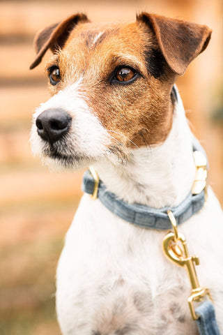 Velvet Dog Collar