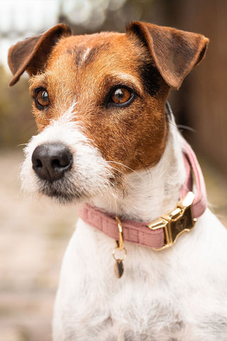 Velvet Dog Collar