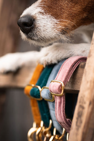Velvet Dog Collar