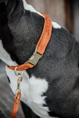Velvet Dog Collar