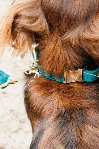Velvet Dog Collar