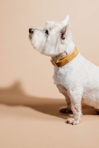Velvet Dog Collar