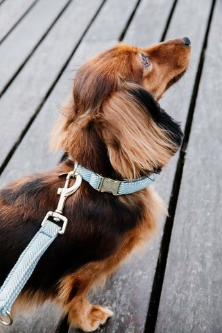 Wool Dog Collar